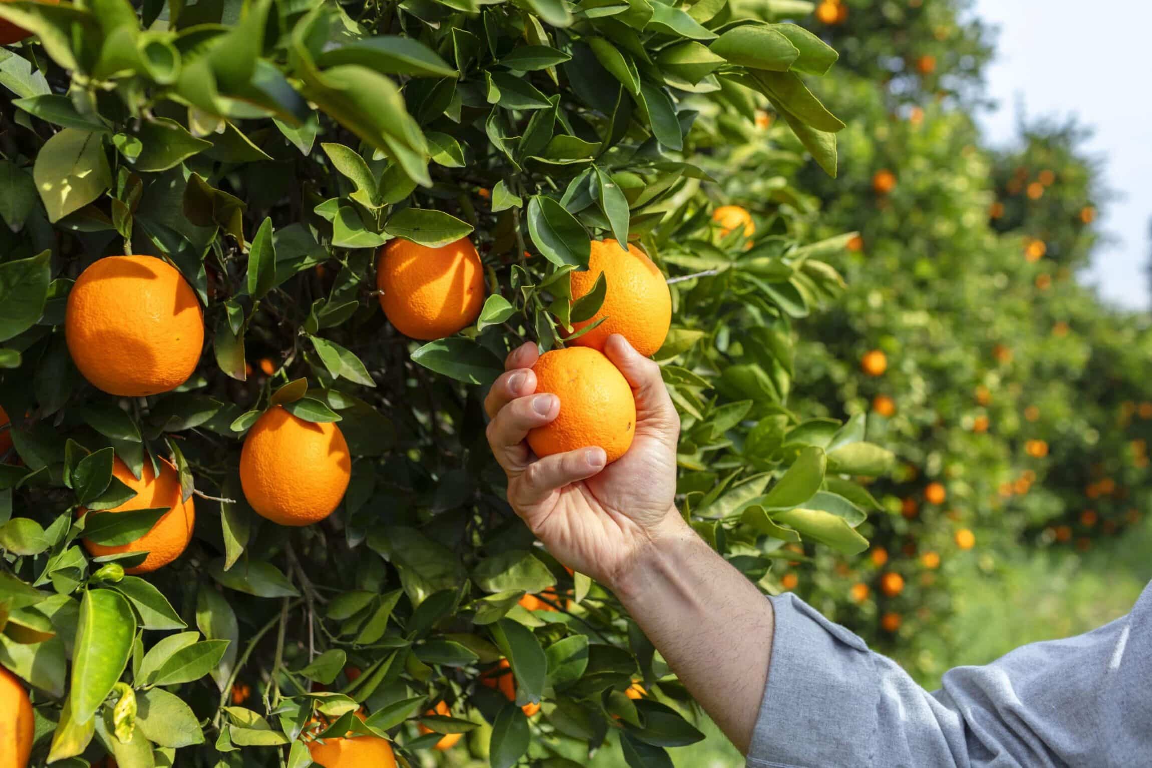 Fruits délice